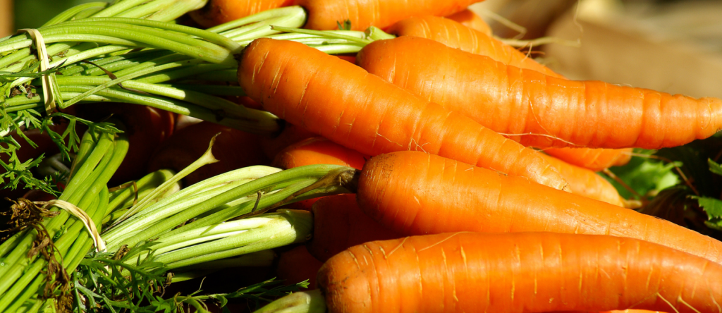 Le regrowing des carottes