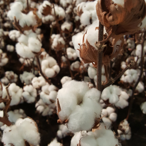 Le coton bio : Qu'est-ce que c'est ?