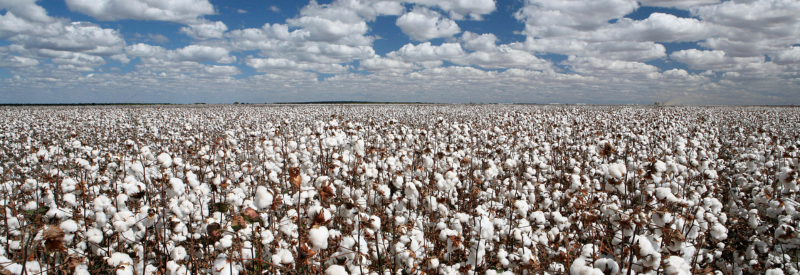 Combien de litres d’eau faut-il pour fabriquer un t-shirt ? 