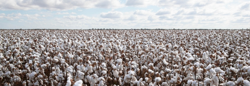 Qu’est-ce que le coton bio ? - Maison Lemahieu