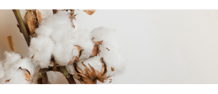 Qu’est-ce que le coton bio ?