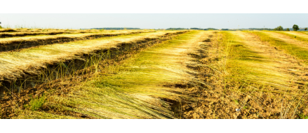 Qu'est ce que le lin ?