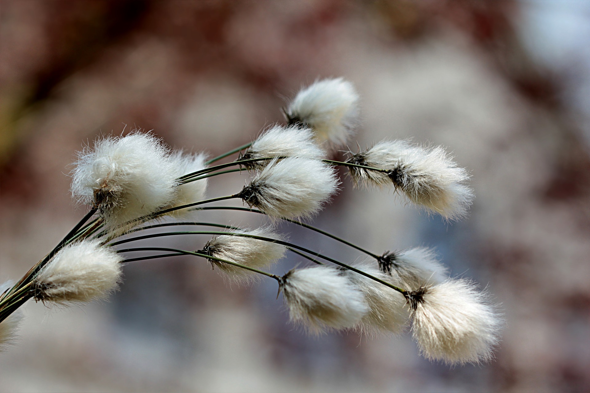 Le coton BIO : la fibre qui respecte les travailleurs